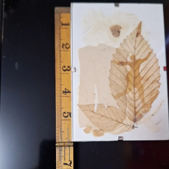 Vintage Botanical Art Trio | Signed BARSS | Pressed Leaf & Sketches - Picture 5 of 9